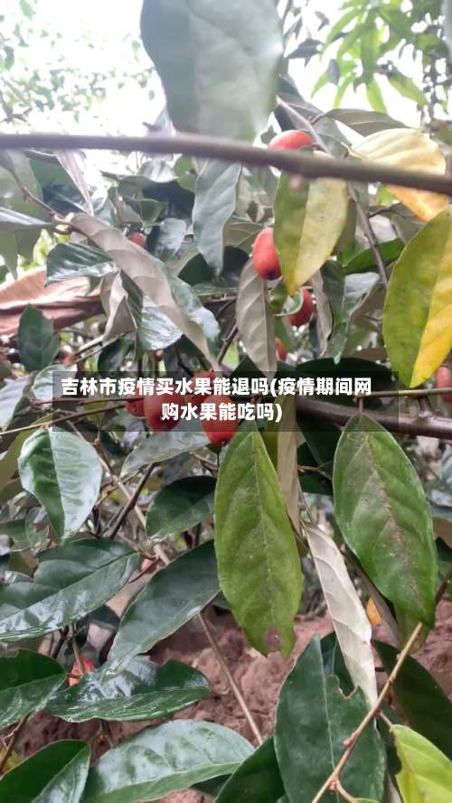 吉林市疫情买水果能退吗(疫情期间网购水果能吃吗)-第2张图片